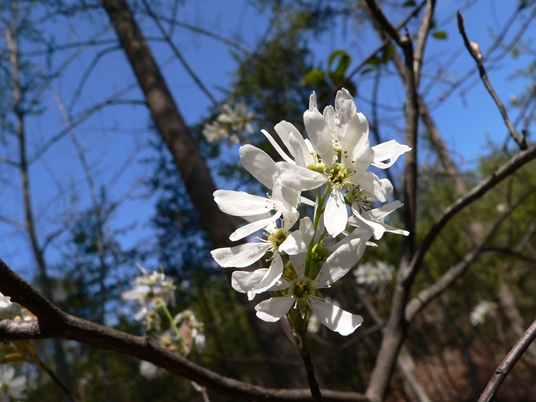 {Amelanchier arborea}